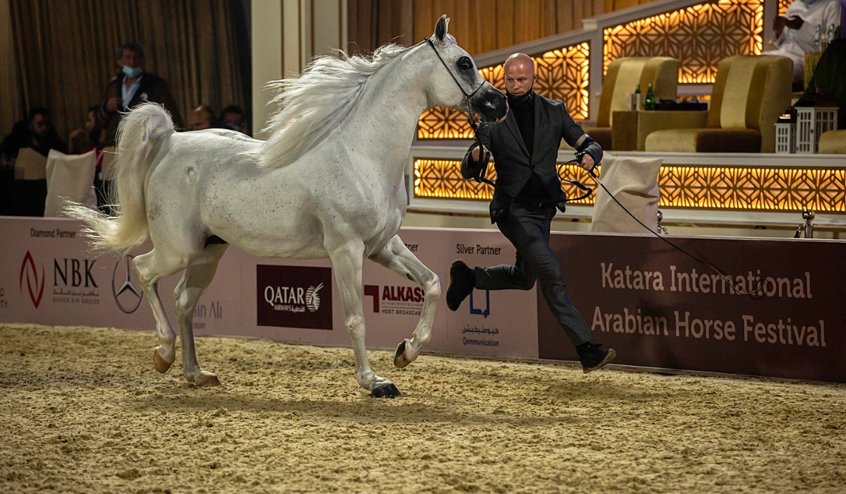  Preparation Begins for Katara International Arabian Horse Festival